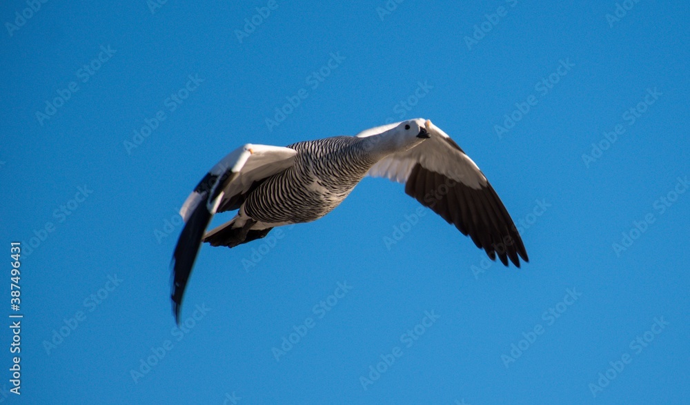 Obraz premium Cauquén