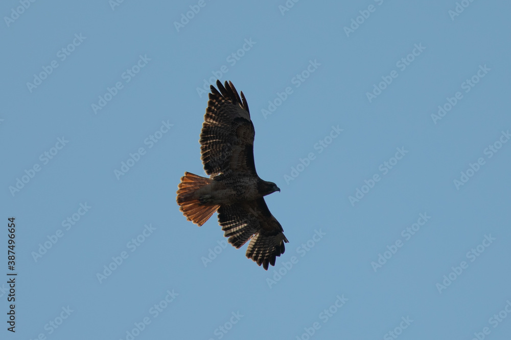 Fototapeta premium Red-tailed hawk flying in beautiful light, seen in the wild in North California 