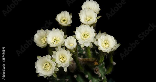 White Cactus Flowers Timelapse of Blooming