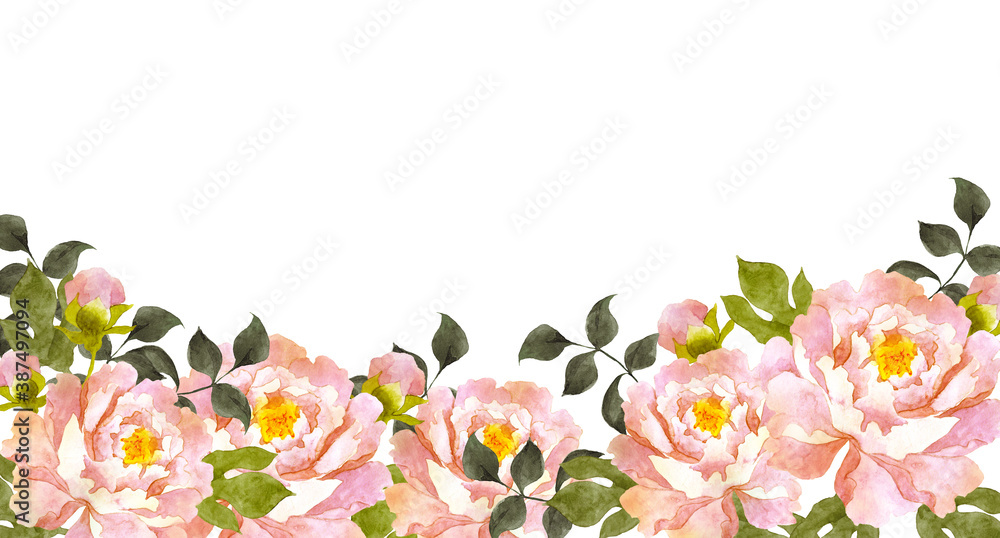 ピンクの牡丹の花　水彩画