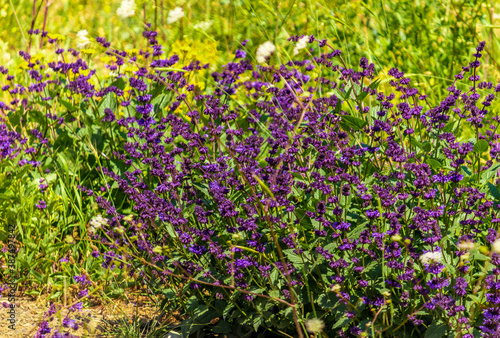 garden lavender common lavender  and narrow-leaved lavender.