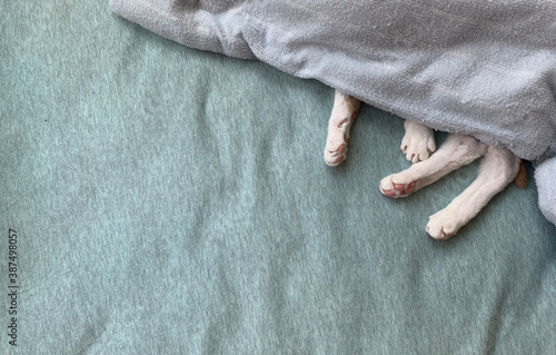 white cat hide in the bed photo