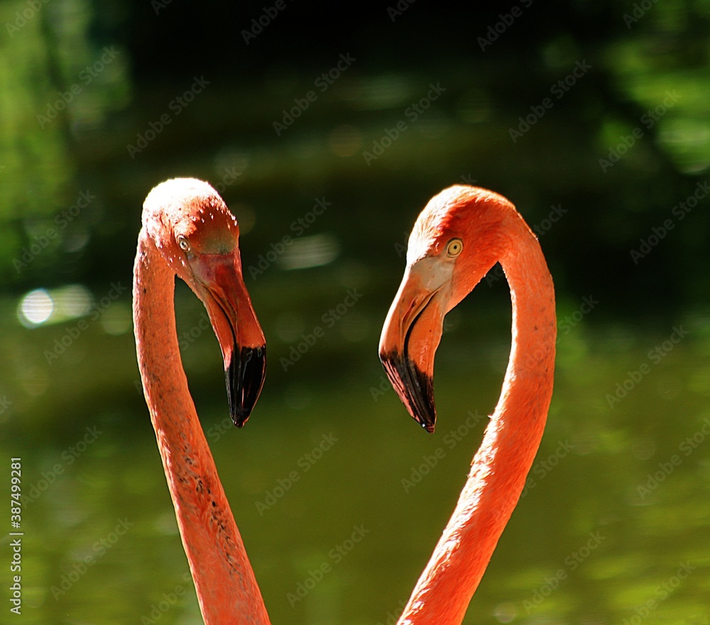 Fototapeta premium Zwei Flamingos formen eine herzform 