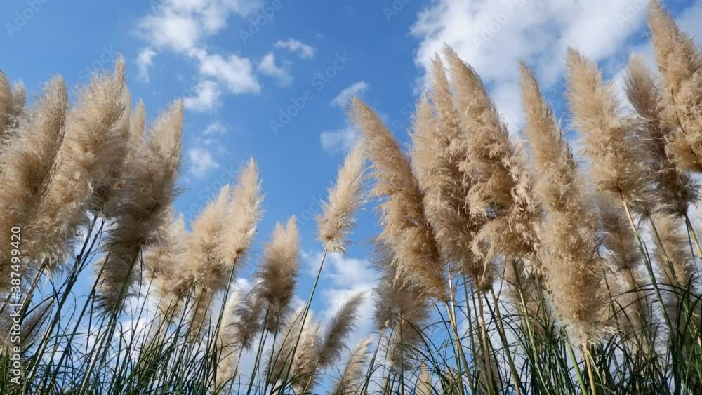 Pampas grass backgrounded blue sky, 秋の空を背景に揺れるパンパスグラス Pampas grass backgrounded blue sky, 秋の空を背景に揺れるパンパスグラス