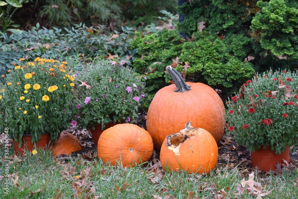 Halloween Holiday Autumn Family Yard Decoration Damaged Pumpkin Flowers Halloween Holiday Autumn Family Yard Decoration Damaged Pumpkin Flowers