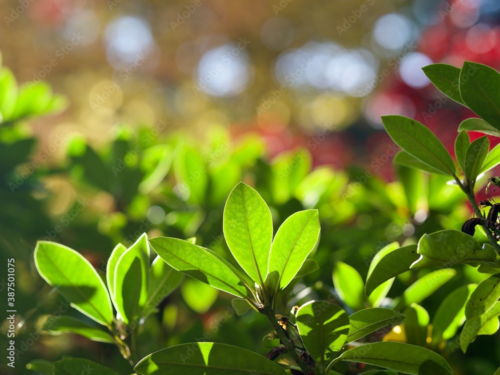 Obraz premium Autumn Garden 