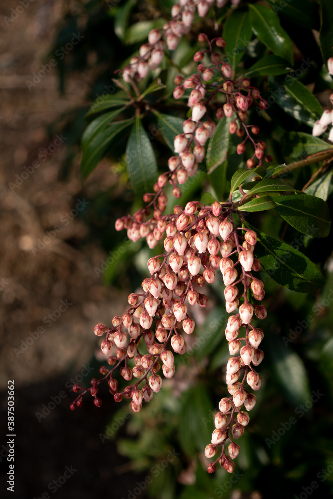 Spring flowers. Spring flowers.
