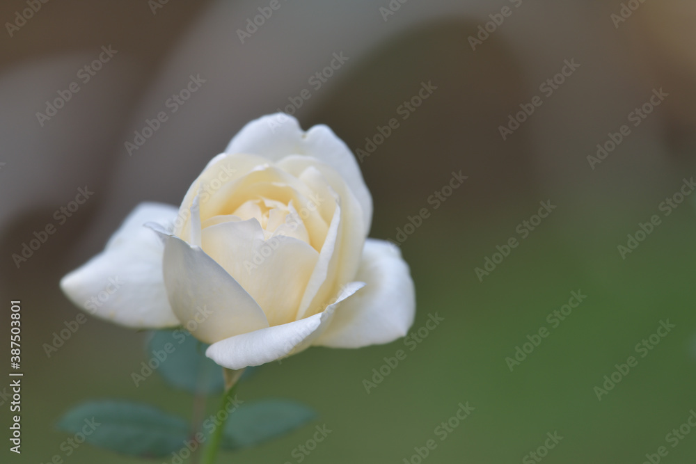 Beautiful cream rose flowers in the garden Beautiful cream rose flowers in the garden