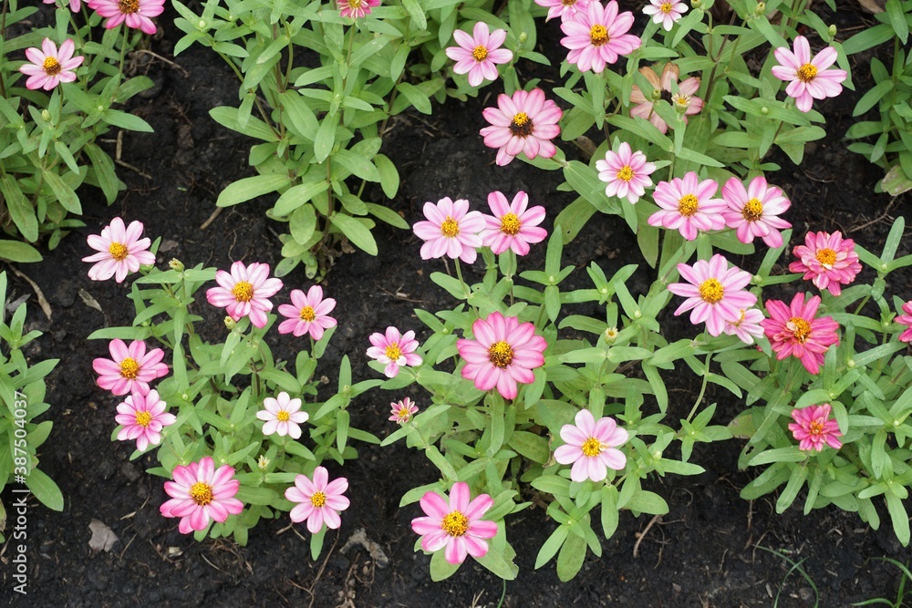 pink zinnia elegans flower in nature garden pink zinnia elegans flower in nature garden