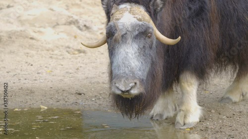 The closer look of the white faced muskox in the zoo photo