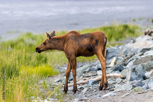 Baby moose calf in coastal meadow near Anchorage, Alaska. Late afternoon light illuminates the calf's fur, the green and yellow grass of the field and the sand and ocean of the beach in the background