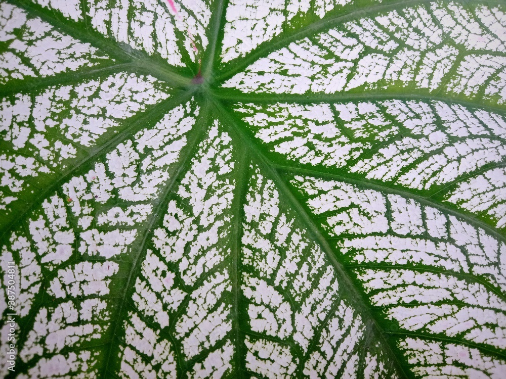 Fototapeta premium leaf background