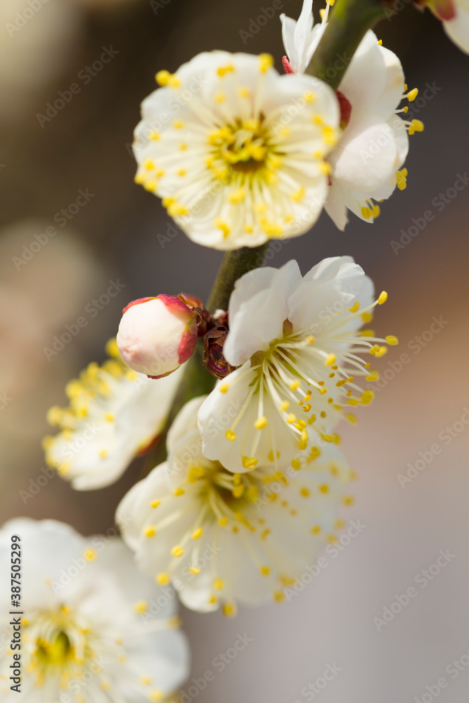 Obraz premium 北野天満宮の白梅