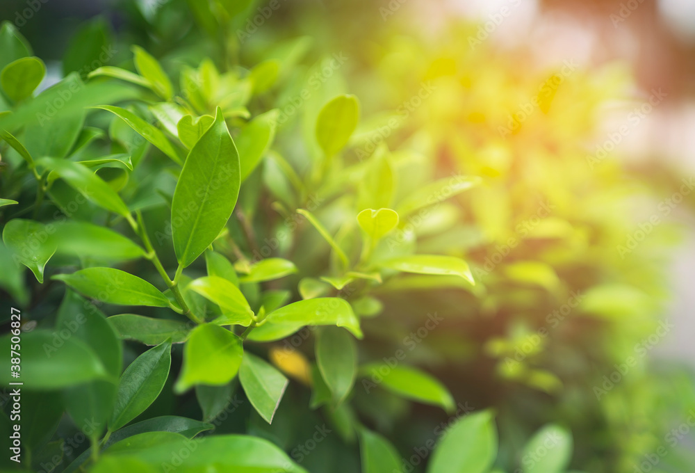 green leaves in the sun, nature concept green leaves in the sun, nature concept