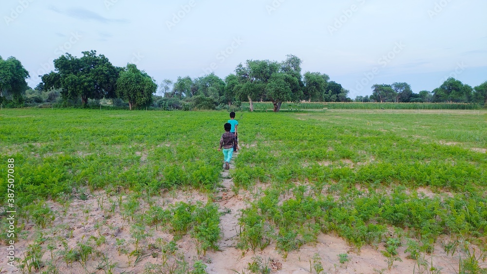 Two children in green carrot crop field Two children in green carrot crop field