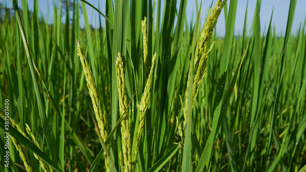 Obraz premium Photograph of rice leaves close-up, used for background.