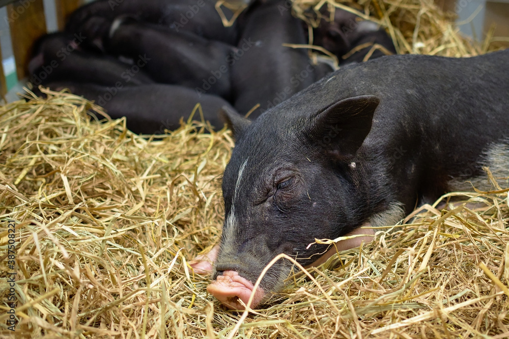 Portrait of a domesticated piglet resting on dried hays inside a pen. Portrait of a domesticated piglet resting on dried hays inside a pen.