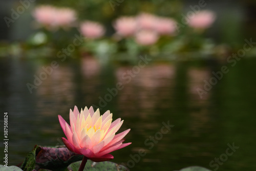 Tropical water lily blooms in a pond.