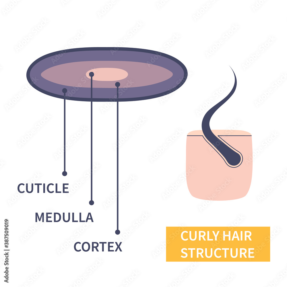 Curly hair strand layers anatomy. Hair shaft cross-section under the  microscope. Follicle with elliptical shape fibers structure closeup.  Medical educational symbol. Science vector illustration. Stock Vector |  Adobe Stock