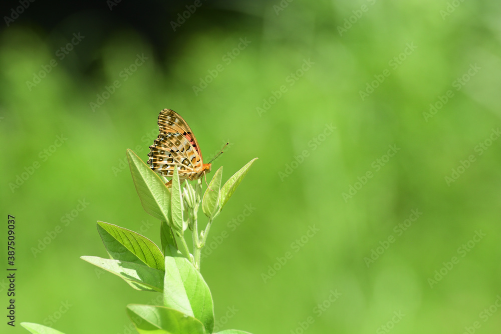 A Beautiful butterfly rests on top of grass. A Beautiful butterfly rests on top of grass.