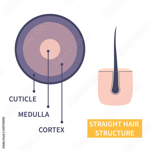 Straight hair strand layers anatomy. Hair shaft cross-section under the microscope. Follicle with round shape fibers structure closeup. Medical educational symbol. Science vector illustration.