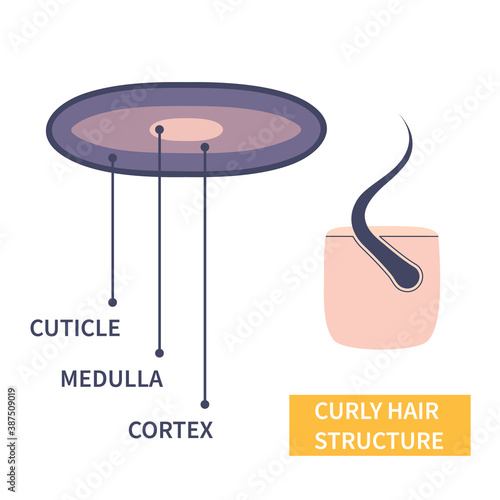 Curly hair strand layers anatomy. Hair shaft cross-section under the microscope. Follicle with elliptical shape fibers structure closeup. Medical educational symbol. Science vector illustration.