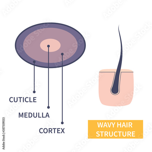 Wavy hair strand layers anatomy. Hair shaft cross-section under the microscope. Follicle with oval shape fibers structure closeup. Medical educational symbol. Science vector illustration.