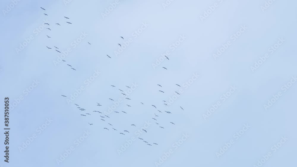 A large flock of cranes are going to fly to warmer lands. A large flock of cranes are going to fly to warmer lands.