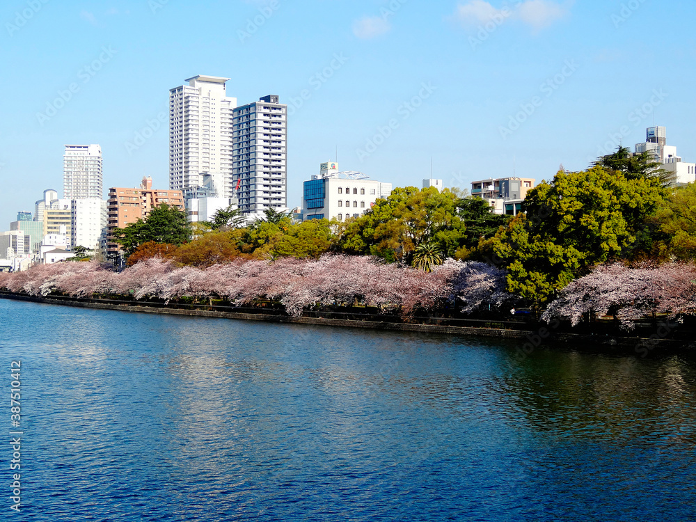 Fototapeta premium 大川と天満浜の桜並木