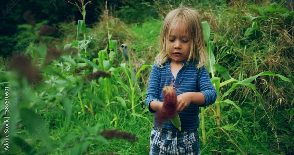 A preschooler is removing the outer leaves from a cob of corn in a garden A preschooler is removing the outer leaves from a cob of corn in a garden