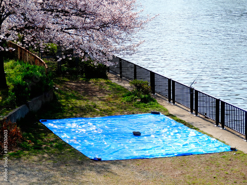 花見の場所取りブルーシート