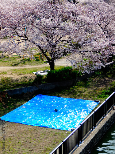 花見の場所取りブルーシート