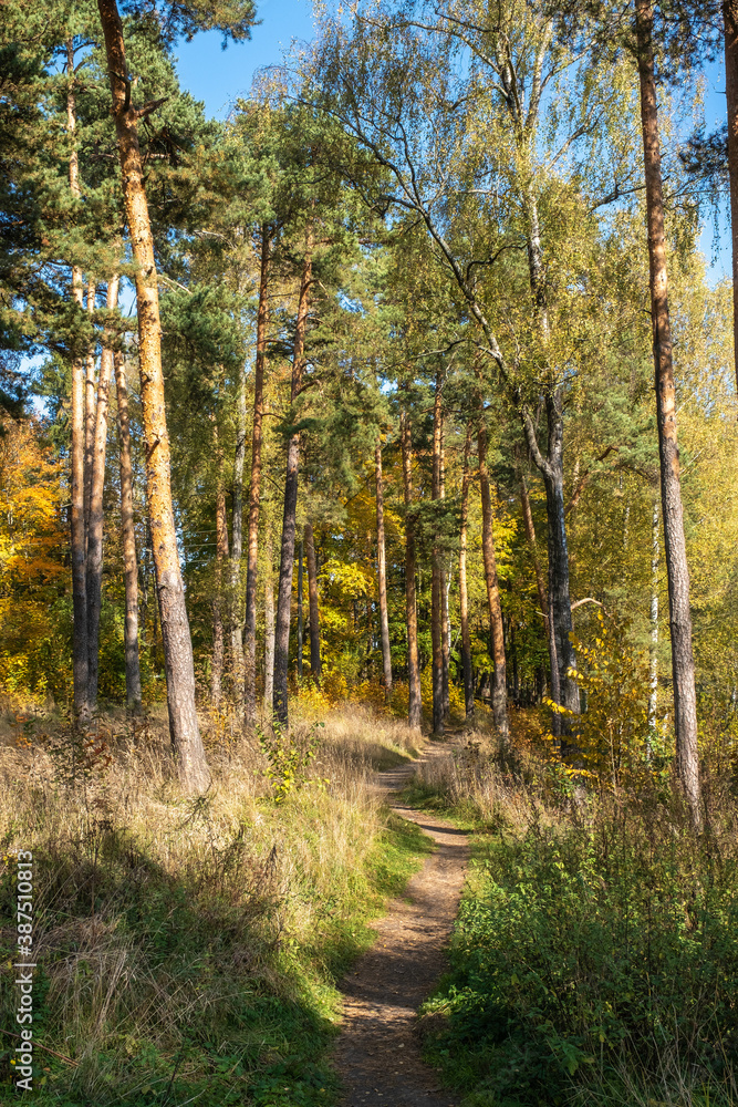 A narrow path in an autumn pine forest on a sunny day. A narrow path in an autumn pine forest on a sunny day.