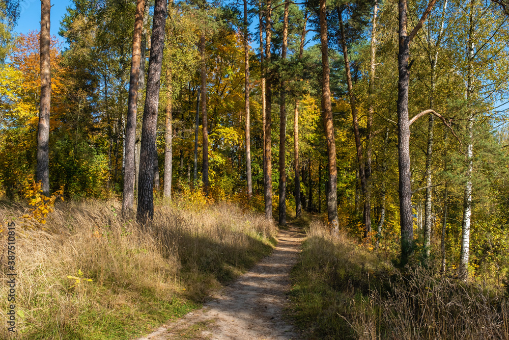 A narrow path in an autumn pine forest on a sunny day.