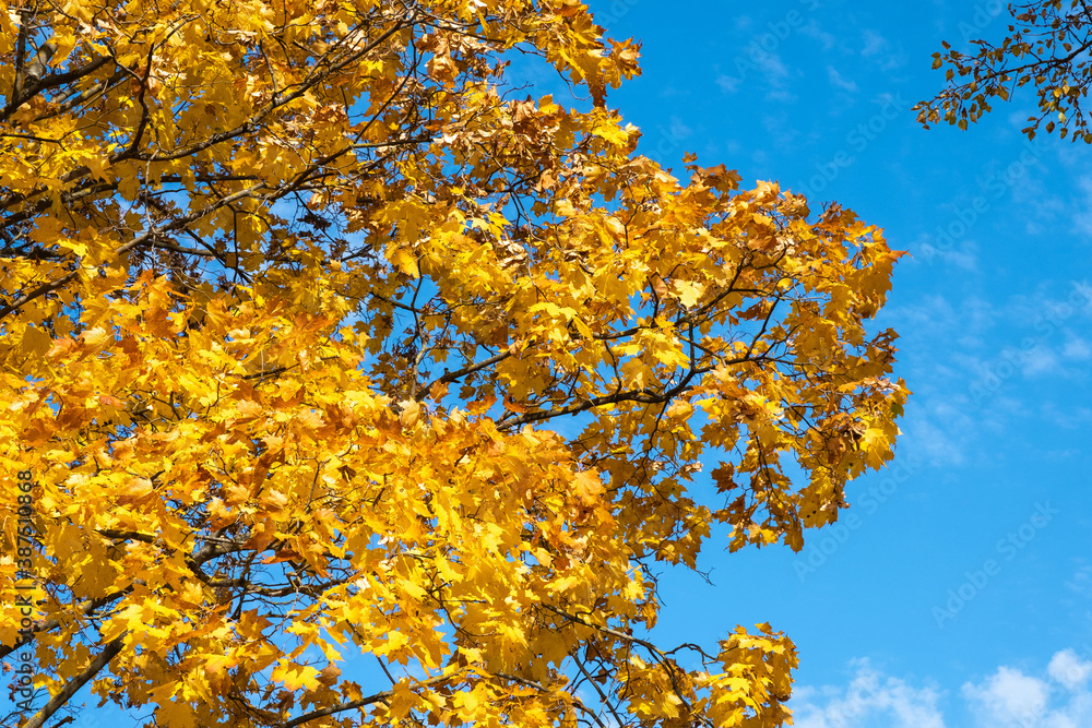 Bright golden-yellow maple leaves against a blue sky.