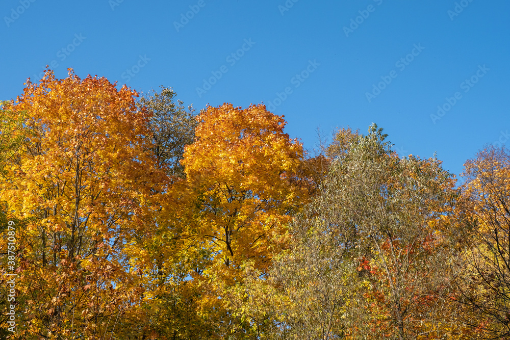 Bright yellow-orange maple leaves against a blue sky.