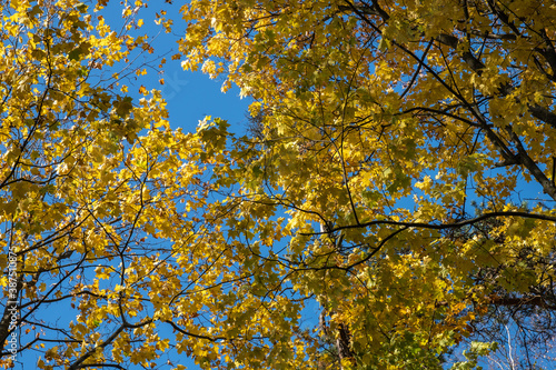 Bright golden-yellow maple leaves against a blue sky.