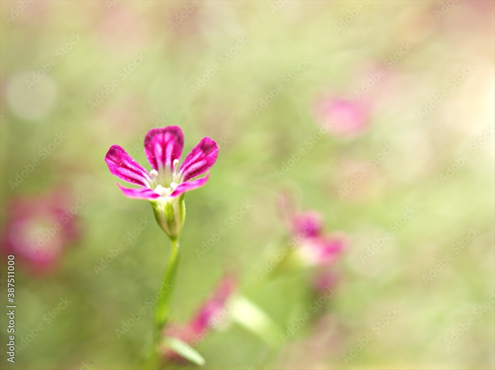 Fototapeta premium Closeup pink Baby's -breath ,petals of red Gypsophila flower plants in garden with sunshine and blurred background ,macro image ,sweet color for card design