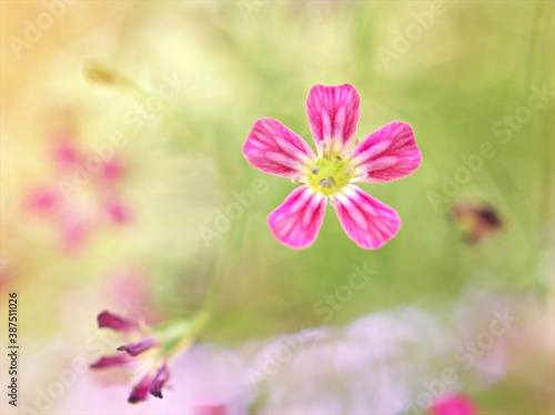 Closeup pink Baby's -breath ,petals of red Gypsophila flower plants in garden with sunshine and blurred background ,macro image ,sweet color for card design