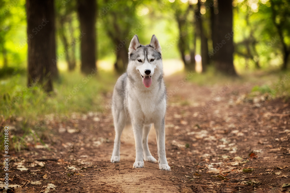 A young Siberian Husky female is standing in the forest on the brown trail with leaves. She has brown eyes, grey and white fur. There are a lot of trees and green grass in the background. A young Siberian Husky female is standing in the forest on the brown trail with leaves. She has brown eyes, grey and white fur. There are a lot of trees and green grass in the background.