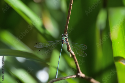 Wallpaper Mural オオアオイトトンボ Torontodigital.ca