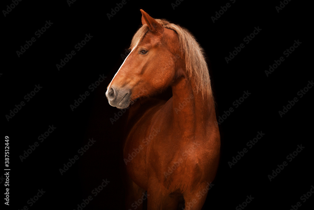 Fototapeta premium Horse