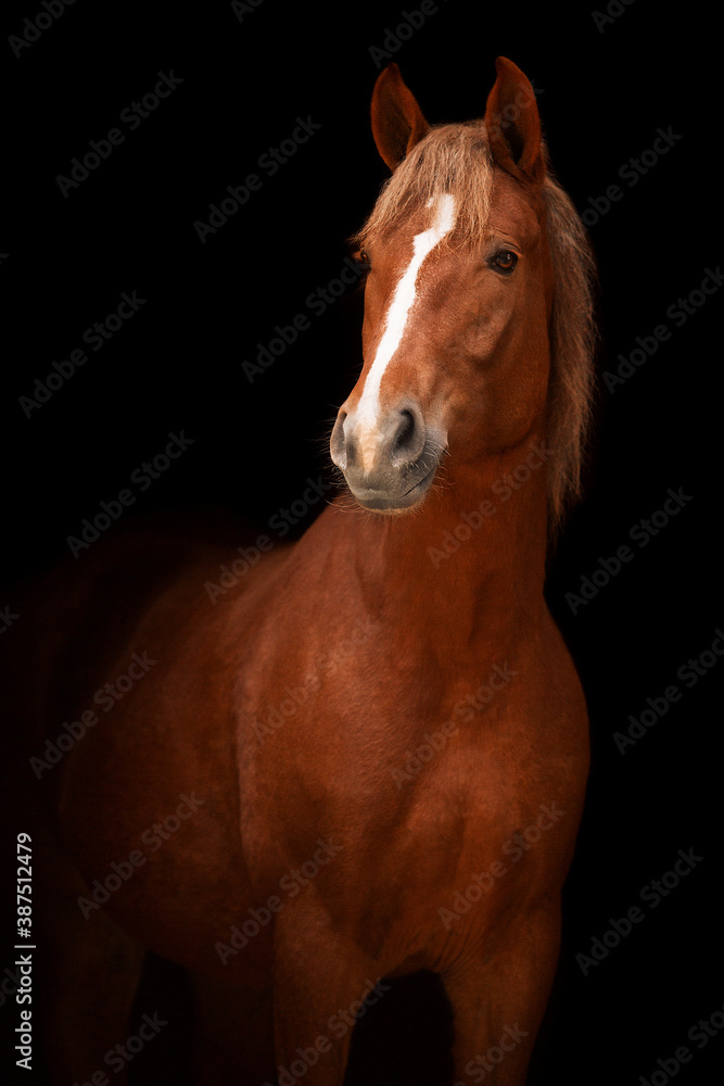 Fototapeta premium Horse