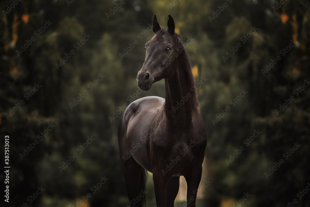 Black horse Traken