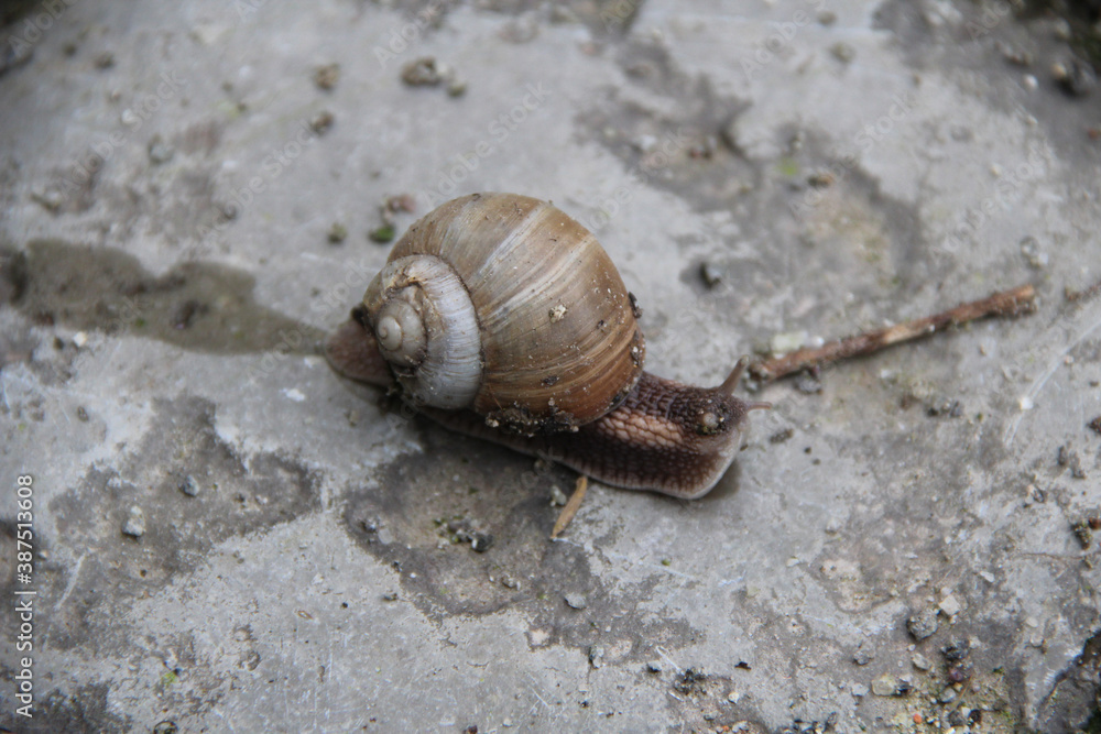 big snail on the ground after rain big snail on the ground after rain