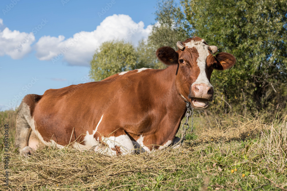 A brown cow is lying on the grass in a pasture. Cattle. Bull as a symbol of the new year 2021.