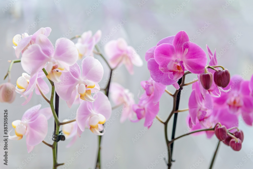 Collection of wonderful fresh bright purple and pink exotic orchid flowers on thin green stems on light grey background close view. Decorative houseplants Collection of wonderful fresh bright purple and pink exotic orchid flowers on thin green stems on light grey background close view. Decorative houseplants