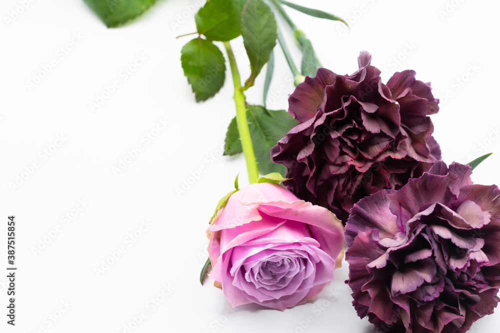 赤紫のカーネーションと薔薇 赤紫のカーネーションと薔薇