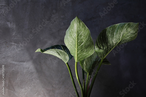 Art of Philodendron Birkin with cement wall background photo