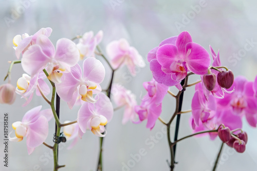 Collection of wonderful fresh bright purple and pink exotic orchid flowers on thin green stems on light grey background close view. Decorative houseplants